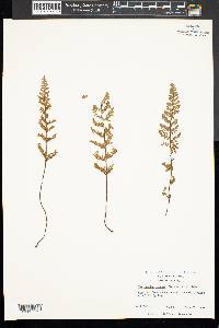 Myriopteris lanosa image