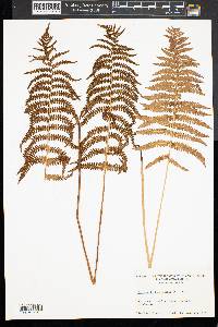 Dryopteris thelypteris image