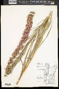 Liatris pycnostachya image