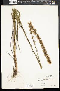 Liatris spicata image