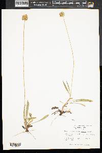 Marshallia obovata image