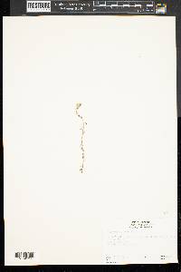 Micropus californicus image