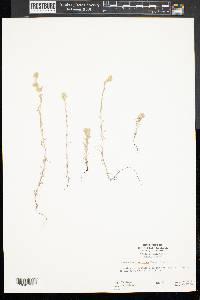 Micropus californicus image