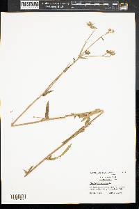 Picris hieracioides image