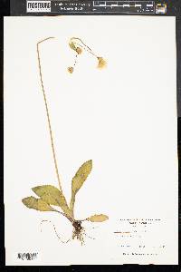 Krigia biflora image