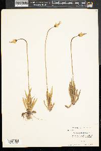 Krigia dandelion image