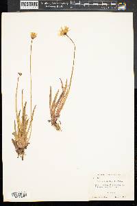 Krigia dandelion image