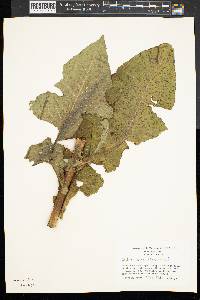 Lactuca biennis image