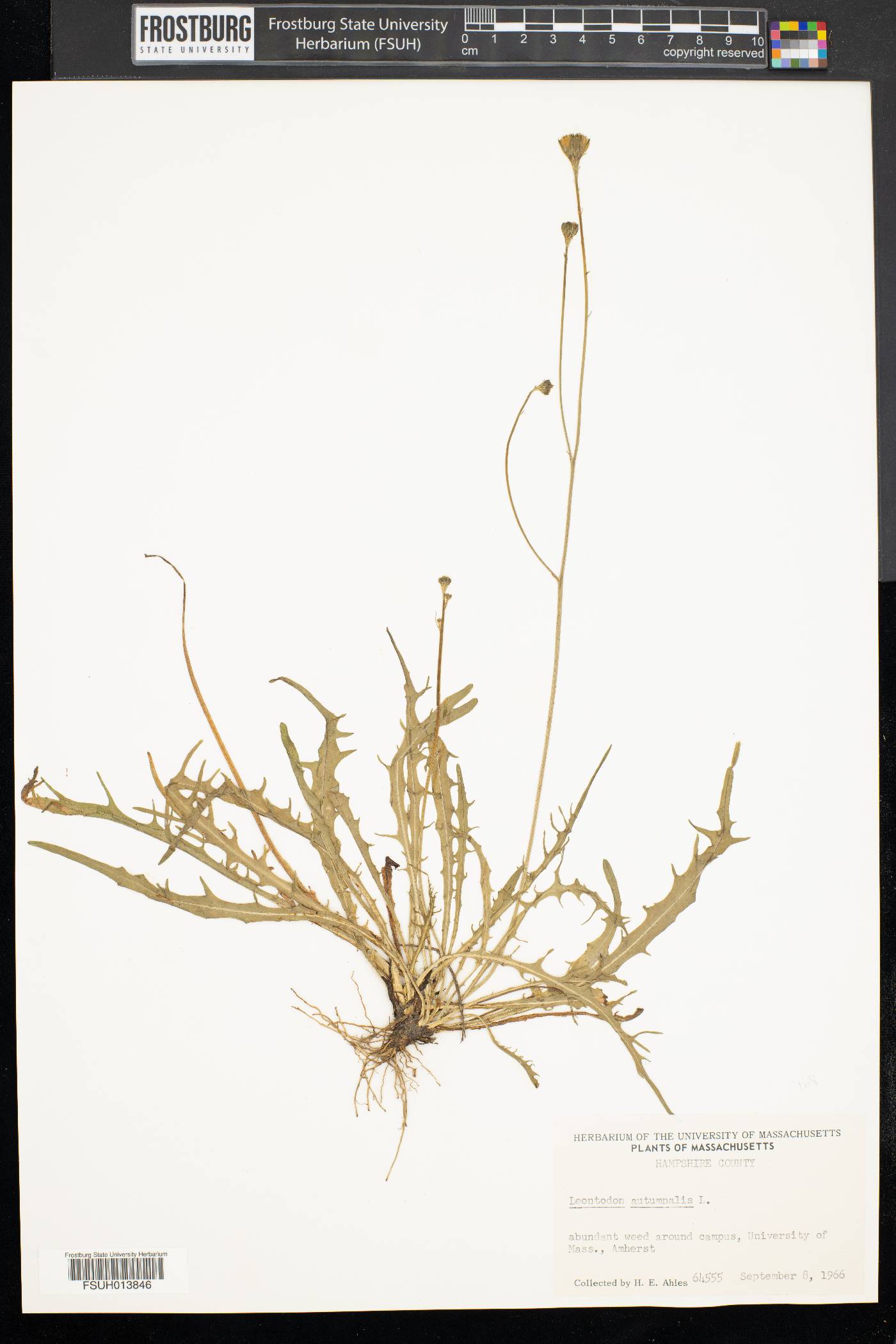 Leontodon autumnalis image
