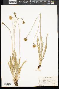 Leontodon autumnalis image