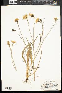 Leontodon autumnalis image