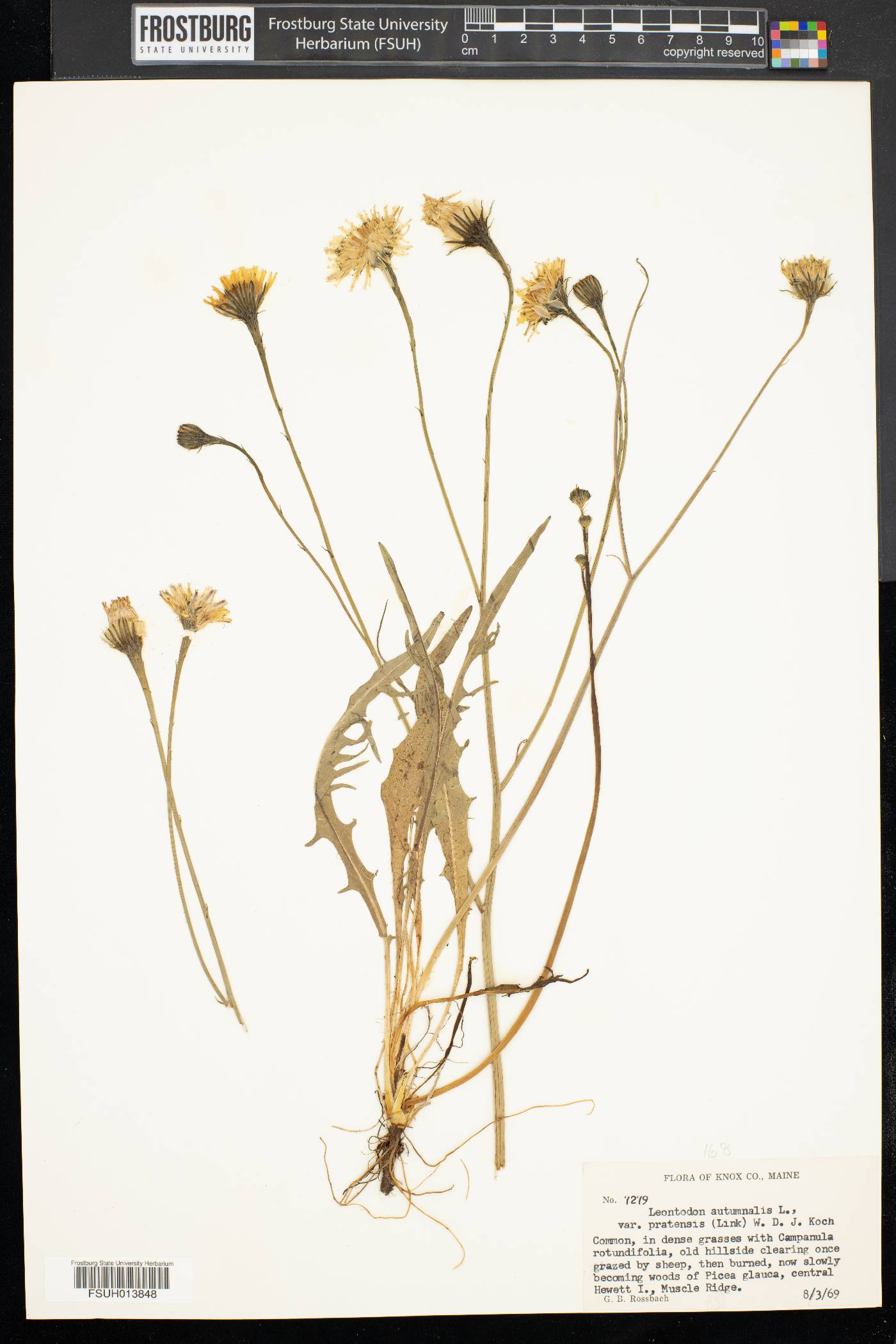 Leontodon autumnalis var. pratensis image
