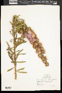 Liatris aspera image