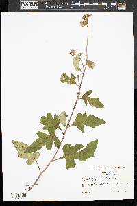 Nabalus trifoliolatus image