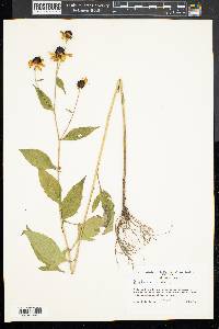 Rudbeckia triloba image