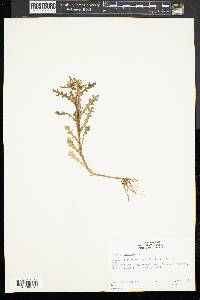 Senecio vulgaris image