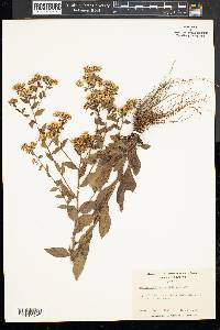Sericocarpus asteroides image