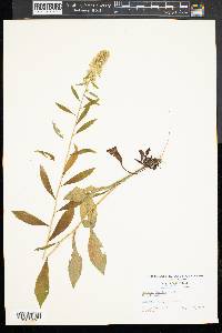 Solidago hispida image