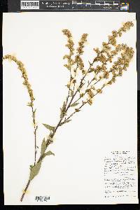 Solidago patula image