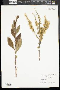 Solidago bicolor image