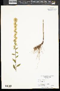 Solidago bicolor image