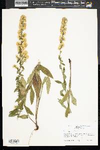 Solidago bicolor image