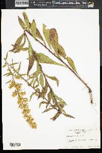 Solidago puberula image