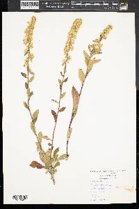 Solidago puberula image