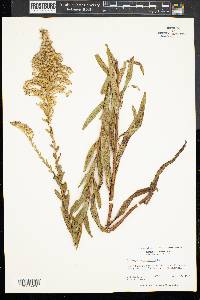 Solidago sempervirens image