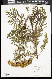 Tanacetum vulgare image