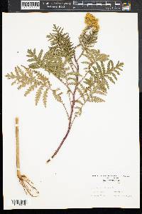 Tanacetum vulgare image