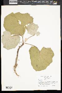 Tussilago farfara image