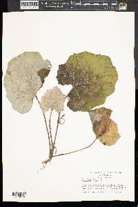 Tussilago farfara image