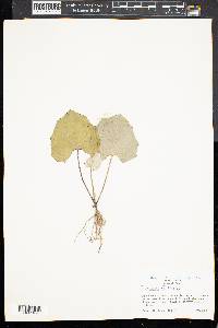 Tussilago farfara image