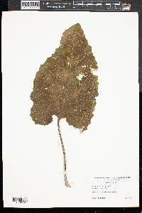 Tussilago farfara image