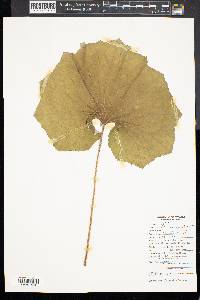 Tussilago farfara image