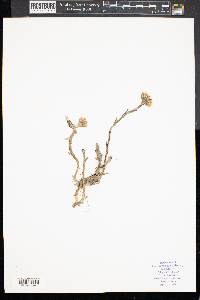 Tussilago farfara image
