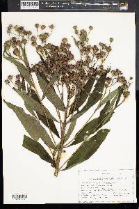 Vernonia noveboracensis image