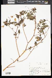 Impatiens biflora image
