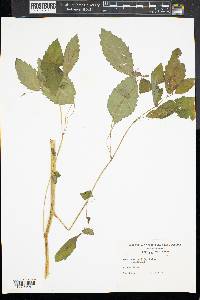 Impatiens pallida image