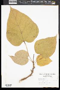 Catalpa speciosa image