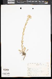 Buglossoides arvensis image