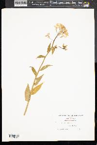 Hesperis matronalis image