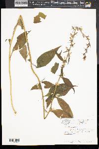 Campanulastrum americanum image