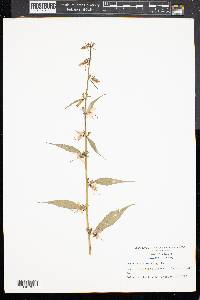 Campanulastrum americanum image