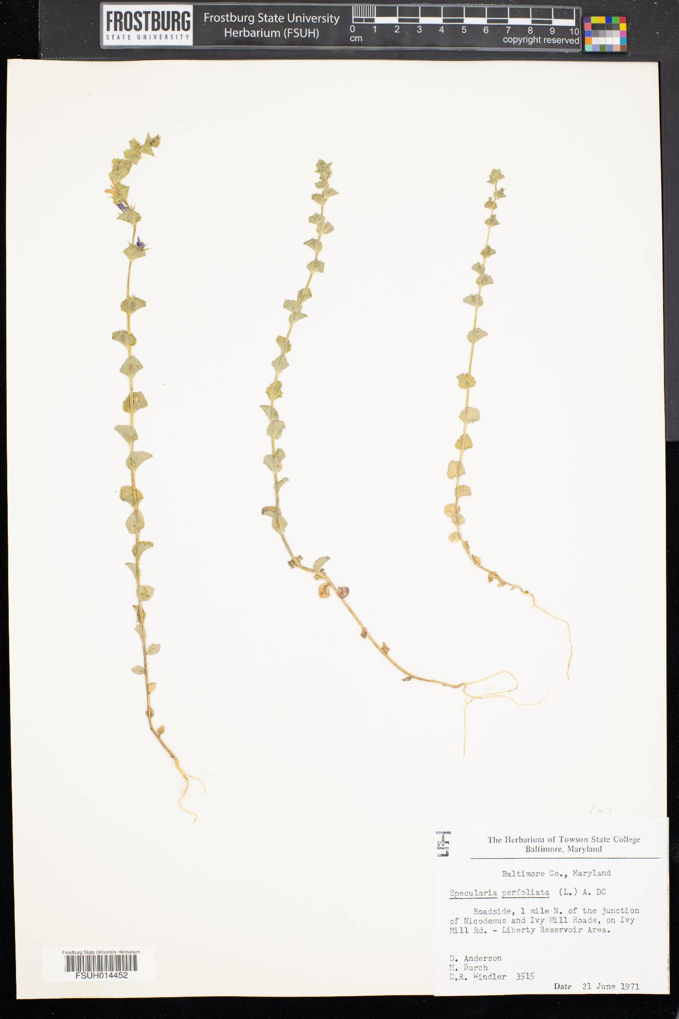 Triodanis perfoliata var. perfoliata image