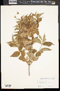Diervilla lonicera image
