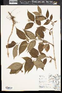 Diervilla lonicera image