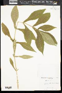 Triosteum angustifolium image