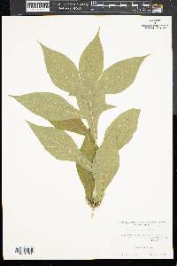 Triosteum angustifolium image